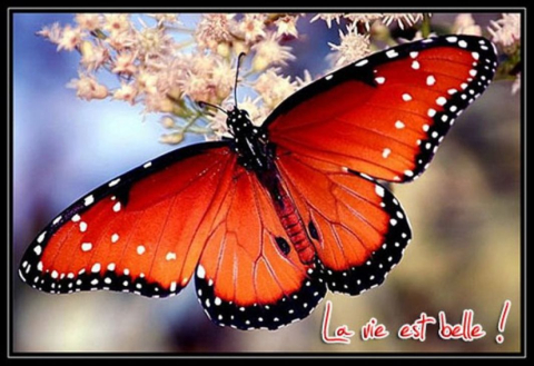 Fly-Like-a-Butterfly